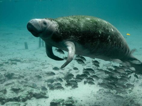 Ces animaux autant à l'aise sur terre que sous l'eau