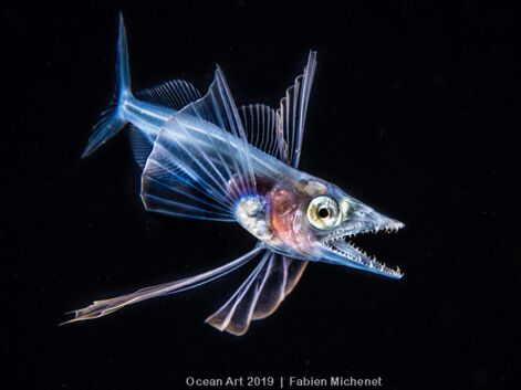 Les plus belles photos du concours Ocean Art Underwater