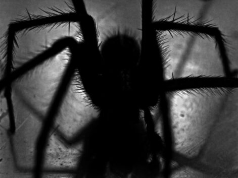 Les idées fausses les plus répandues sur les araignées