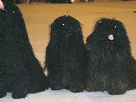 Voici les races de chien à poil long