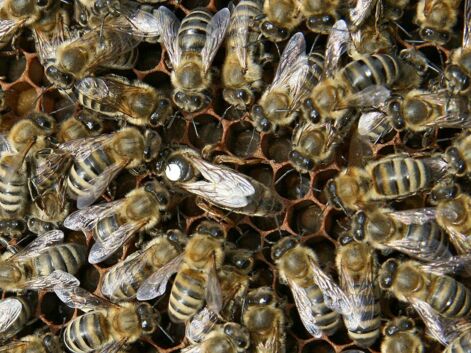 Les pires idées reçues sur les abeilles