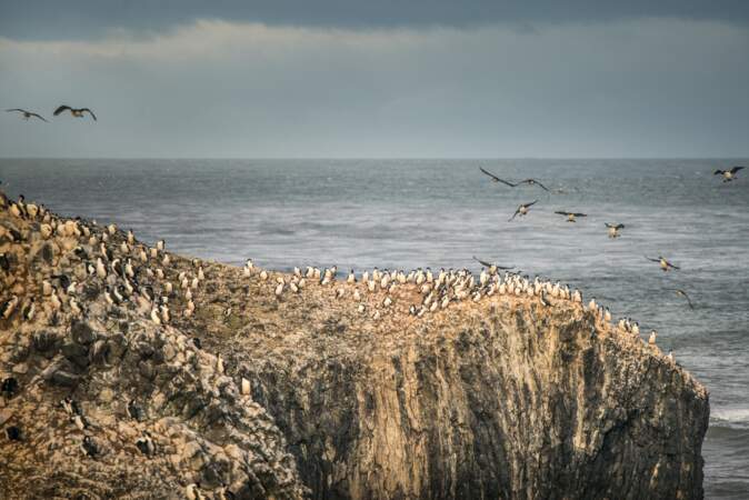 Falaise où une colonie de cormorans a trouvé refuge