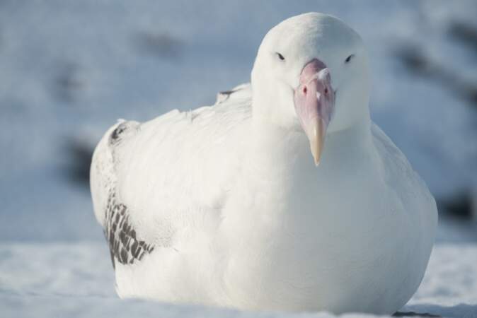 Albatros juvénile des Îles Kerguelen
