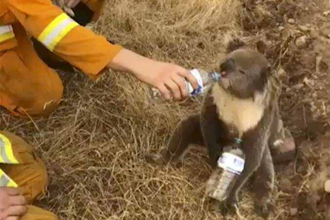 Un koala aidé par des pompiers 