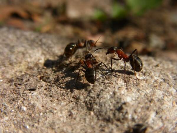 Les fourmis rousses font voyager les graines