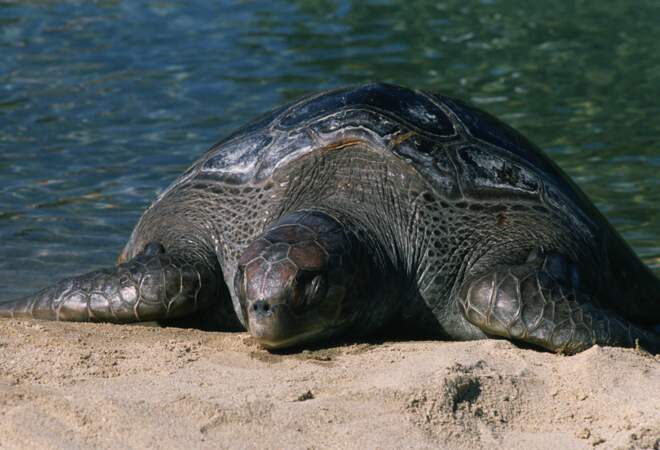 Un nid de tortues en voie d'extinction découvert en Equateur 