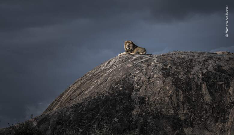 Roi Lion, Wim van den Heever, Afrique du Sud
