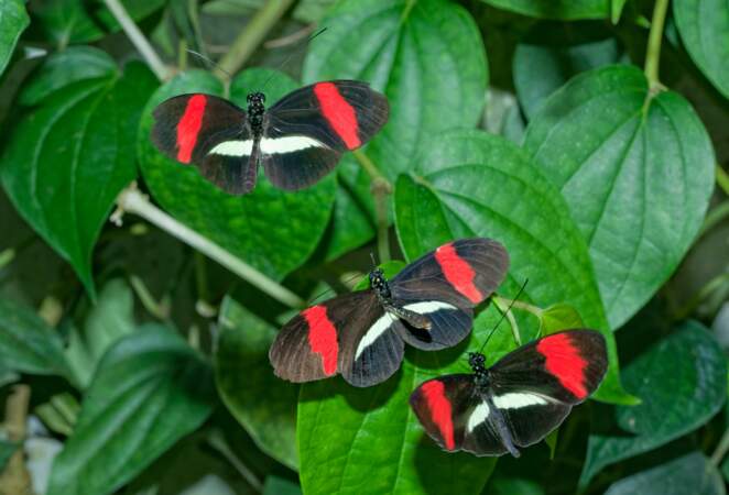 Le papillon heliconius melpomene amaryllis