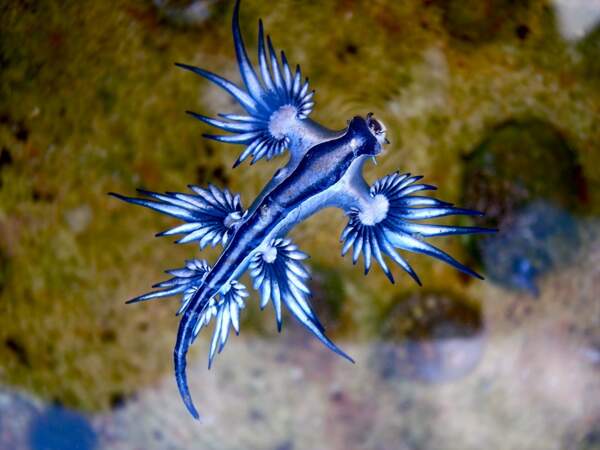 Le dragon bleu des mers, un nudibranche urticant