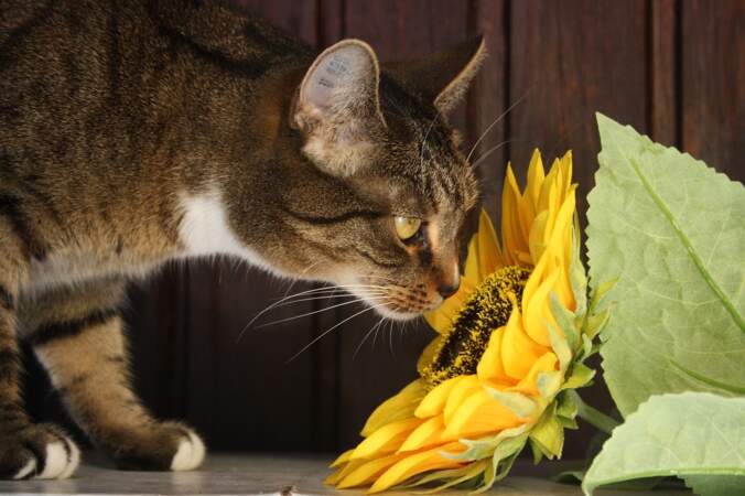 Le système olfactif du chat