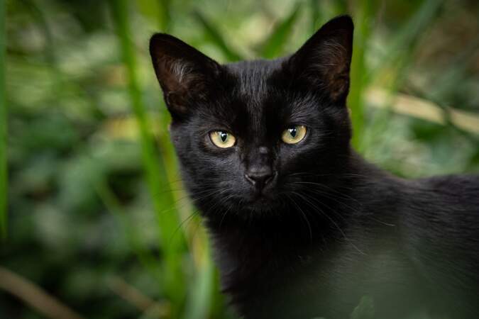 9. Le chat noir