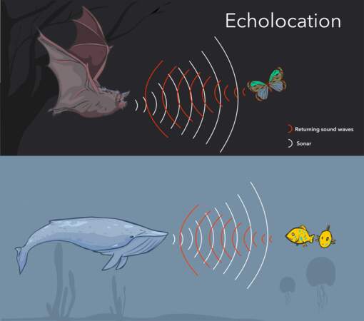 2/ Leur système d'écholocation est à l'origine du sonar 