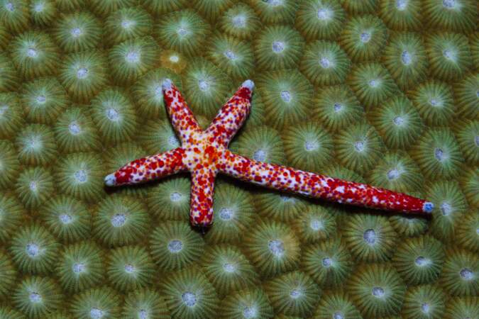 L'étoile de mer Linckia multifora