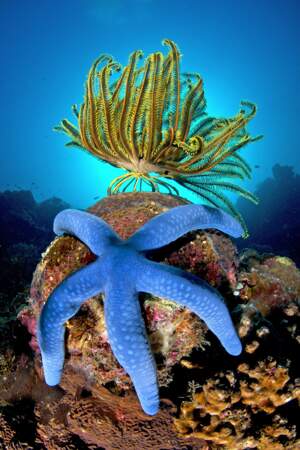 L'étoile de mer tropicale bleue (Linckia laevigata)