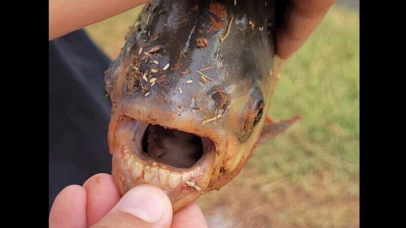 Le pacu, poisson aux dents humaines
