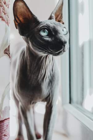 Le chat Sphynx