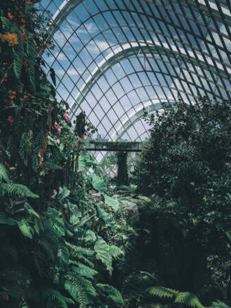 Le Jardin botanique de Singapour