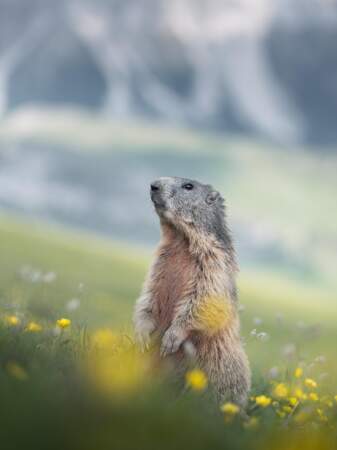 La marmotte
