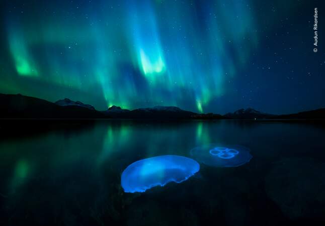 Gelée d'aurore, Aucun Rikardsen, Norvège