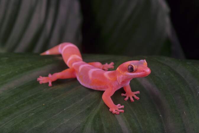 Un gecko arboricole de la famille Œdura
