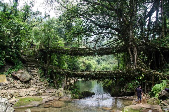 Inde : pont en bambou de l’État du Meghalaya 2/2