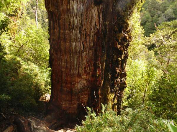 Le "Gran Abuelo", le plus vieil arbre du monde 