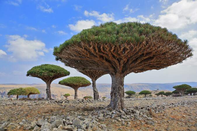 L’archipel de Socotra, une biodiversité unique