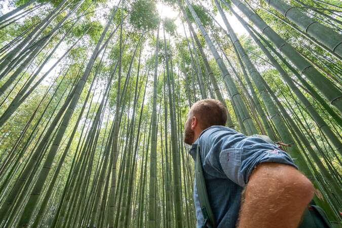 Le bambou, la plante qui pousse le plus vite