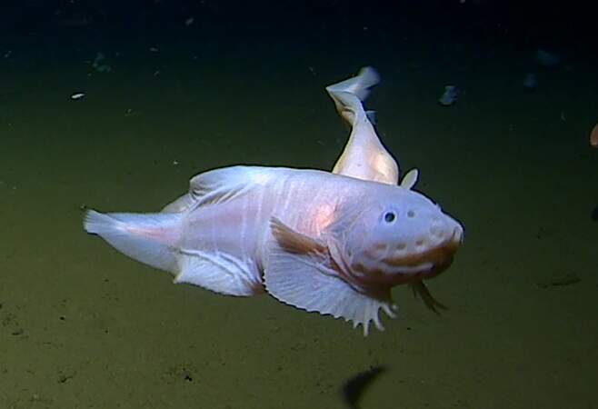 Le poisson-limace, le poisson vivant le plus en profondeur