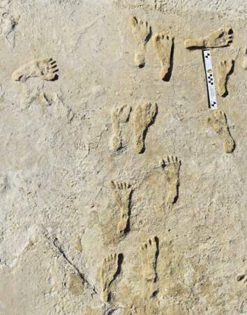 Amérique : des empreintes de pas fossilisées datées de 23 000 ans 
