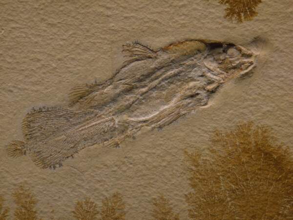 Le coelacanthe, le fossile qui n’en est plus un !
