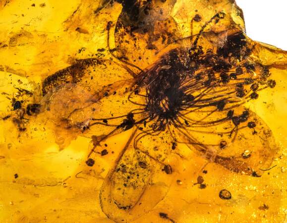 L'ambre, une résine fossile