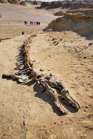 Le désert de Wadi Al-Hitan, un cimetière de fossiles de baleines