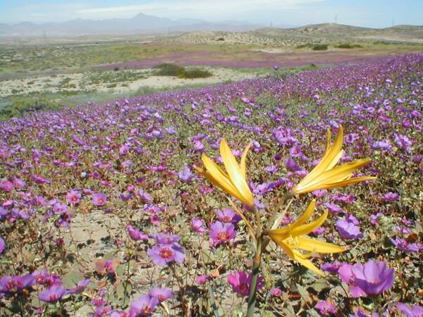 Le désert fleuri d’Atacama 2/2